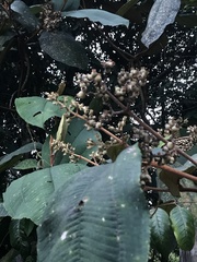 Miconia bubalina