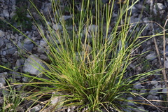 Helictotrichon convolutum