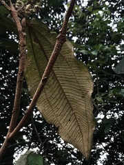Miconia bubalina