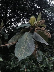 Miconia bubalina
