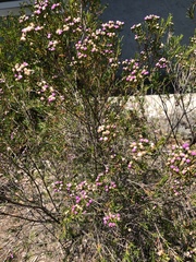 Chamelaucium uncinatum