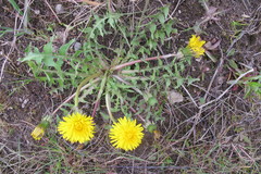 Taraxacum lingulatum