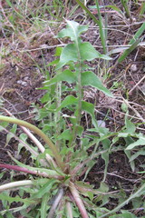 Taraxacum lingulatum