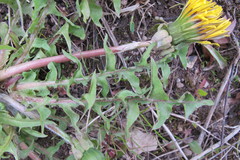 Taraxacum lingulatum