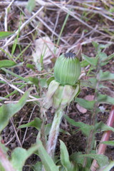 Taraxacum lingulatum