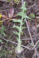 Taraxacum lingulatum