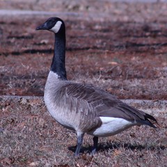 Branta canadensis