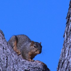 Sciurus niger