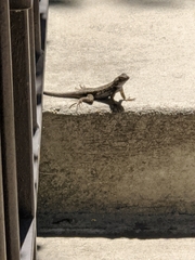 Sceloporus occidentalis