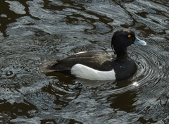 Aythya fuligula