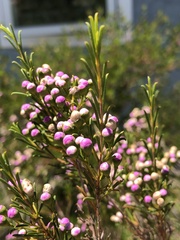 Chamelaucium uncinatum