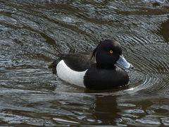 Aythya fuligula