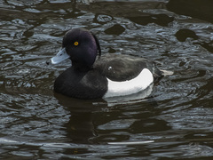 Aythya fuligula