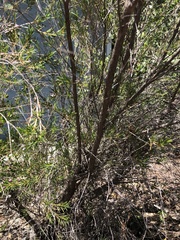 Chamelaucium uncinatum