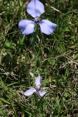 Herbertia darwinii