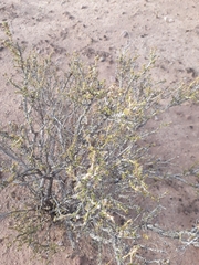 Acantholippia seriphioides