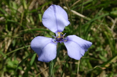 Herbertia darwinii