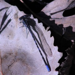 Argia immunda