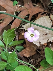 Oxalis triangularis