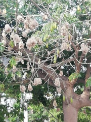 Ceiba pentandra