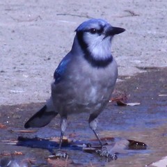 Cyanocitta cristata