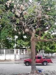 Ceiba pentandra