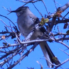 Mimus polyglottos
