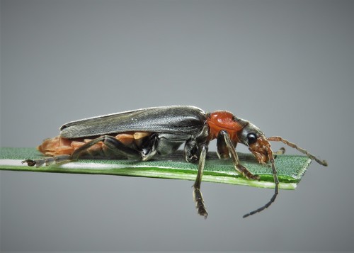 Paprastasis minkštavabalis nuotrauka