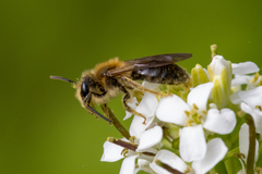 Andrena dunningi