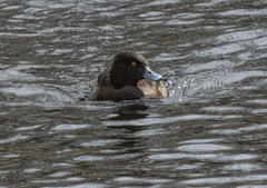 Aythya fuligula