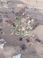 Grindelia chiloensis