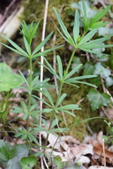 Galium laevigatum