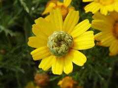 Cucullia chamomillae