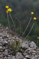 Leontodon tenuiflorus