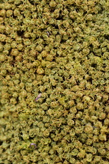 Tortella inclinata