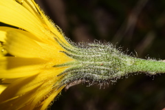 Hieracium bifidum