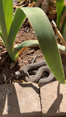 Thamnophis elegans vagrans