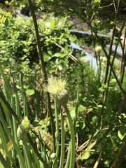 Allium cepa