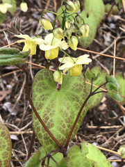 Epimedium × versicolor