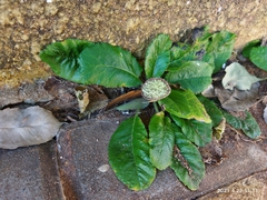 Dorstenia brasiliensis