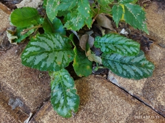 Dorstenia brasiliensis