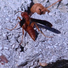 Polistes