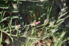 Convolvulus cantabrica