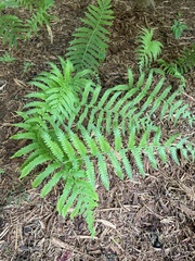 Osmundastrum cinnamomeum