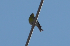 Serinus serinus