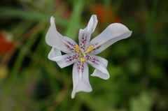 Calydorea pallens