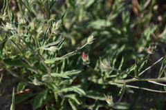 Convolvulus cantabrica