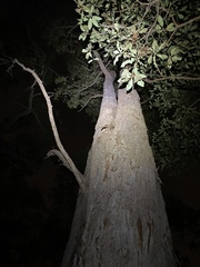 Eucalyptus carnea