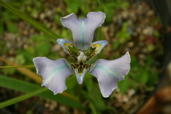 Cypella hauthalii