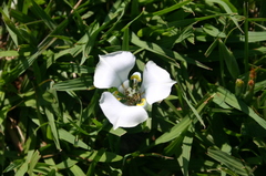 Cypella opalina opalina